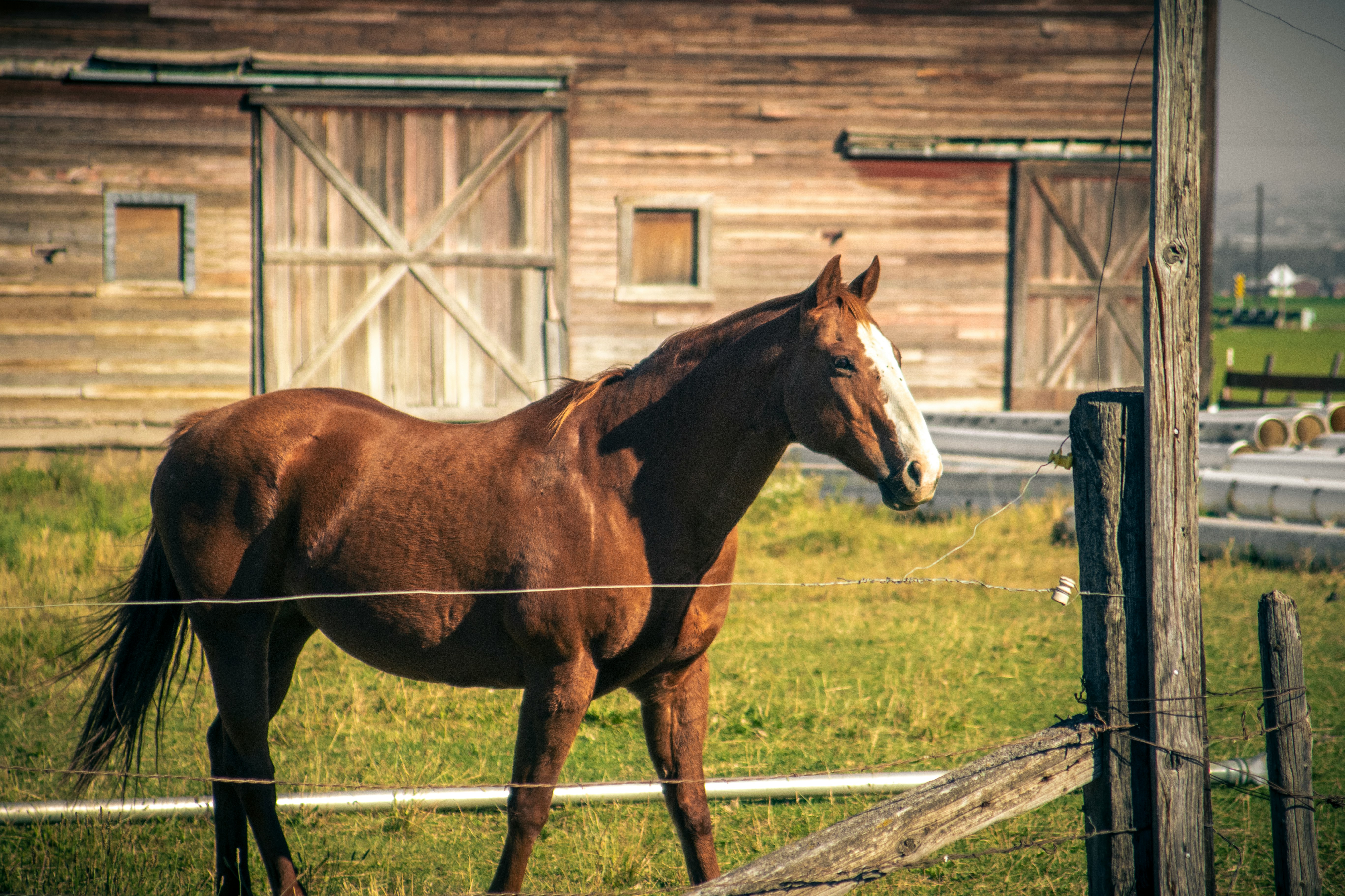 brown and white horse on green grass field during daytime